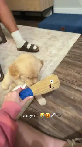 little basket for mav’s new best friend Ranger!!! cannot believe Maverick was ever this tiny 🥹🥹 @Elizabeth_Cook  #goldenretriever #goldenretrieverpuppy #puppytiktok #nashvilleinfluencer #microinfluencer @TJ Maxx @HomeGoods @Multipet International, Inc. 