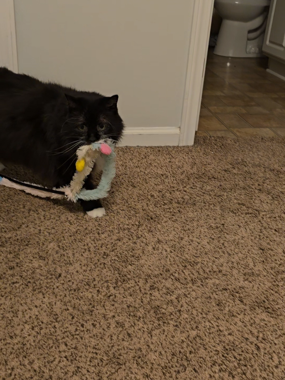 Back to our regularly scheduled program 🥰 #cat #fyp #tuxedocat #catsoftiktok #PetsOfTikTok 