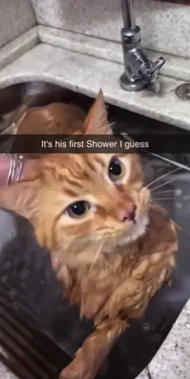 😂😂 #cat #fyp #foryoupage #funny #PetsOfTikTok 