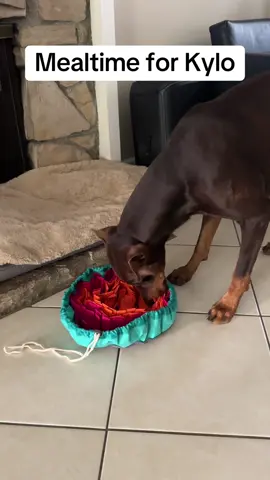 “Who knew dinner could be a puzzle? 🧩🐶 Watch this smart Doberman sniff out every bite! #DobermanSmart #DogEnrichment” #kylo #dogtoys #dogmeals 