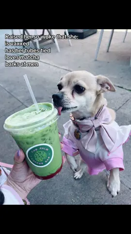*Lyla does not consume matcha don’t come for me  #cutedog #dogsoftiktok #trend #matcha #girlythings 