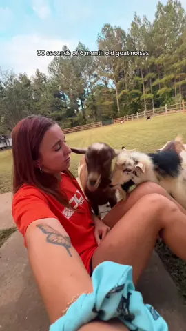 this is our first time experiencing rut season and BOY we had no idea what we were in for 🤣 #goats #funnygoats #farmanimals #farm #babygoat 