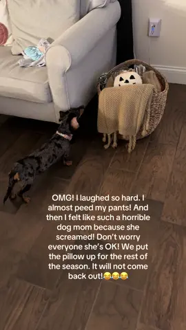 #halloween #dashchund #dogmom #DachshundLove #minidachshund @Scout & Tag 