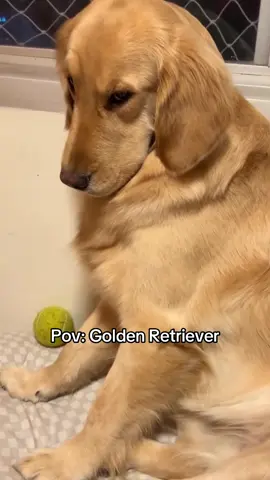 Golden Retriever 😂❤️ #goldenretriever #golden #goldenretrieverlife #dogsoftiktok #goldenretrieverpuppy 