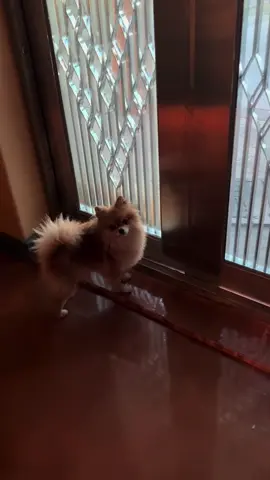 #pom #pomeranian 