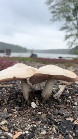 @Ayalatattoo @Anna Mercenaro  @pedro_felicio #viral #viraltiktok #Love #Love 