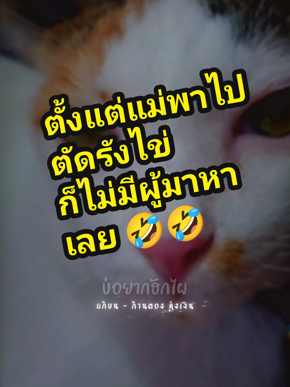 #CapCut  ตั้งแต่แม่พาไปตัดรังไข่ ก็ไม่มีผู้มาหาเลย 🤣🤣🤣