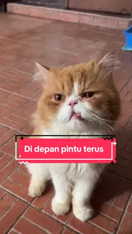 Suruh di rumah bentaran aja gak betah. #kucing #kucinglucu #kucingtiktok 