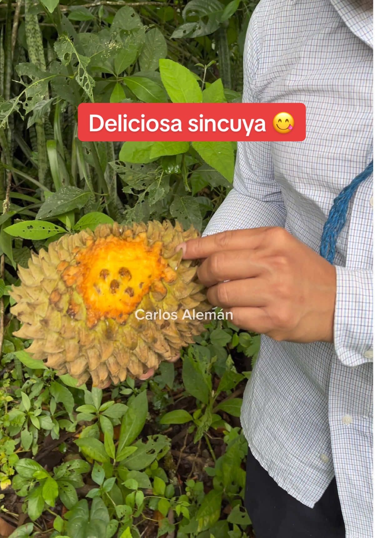 Una deliciosa sincuya 😋 #sincuya #fruta #vidadelcampo #carlosalemán @El pinguino 
