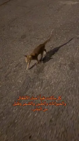يسموني حبيب القطاوة 😄🥹.  #catsoftiktok #cat #السعودية #explore #الشعب_الصيني_ماله_حل😂😂 