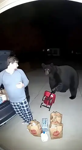 #bear #funnyvideos #animals #viral #fyp 
