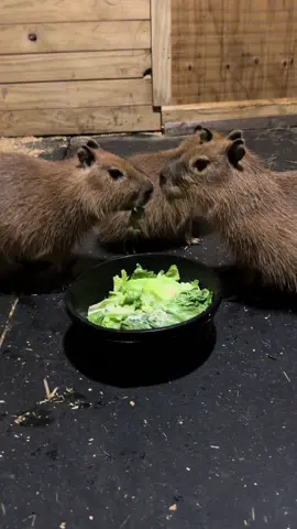 #capybara #capybaratiktok #SnackTime 