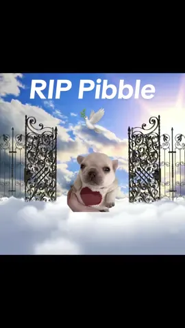 Rest in peace, Pibble #pibble #pibblelove #sad 