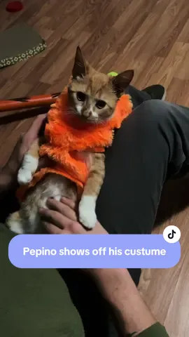 His dad loved his first Halloween costume #cats #catsoftiktok #halloween #orangecat 