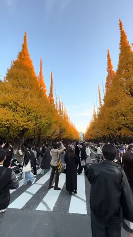 Keindahan Taman meiji jingu gaien tokyo yang tidak pernah mengecewakan #fypシ゚ #kenshuseijapan🇮🇩🇯🇵🎌 #foryoupage❤️❤️ #tokyo #fyppppppppppppppppppppppp 