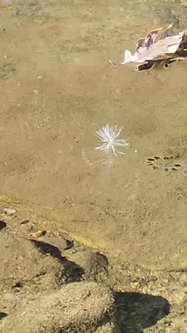 #river #water #fairy #nature 