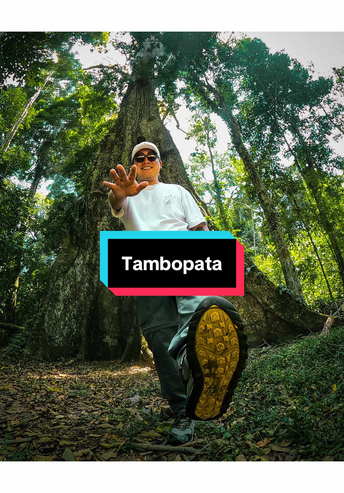 Fin de semana en Puerto Maldonado 🌴🎍 Si aún no conoces este destino impresionante, pues guarda este video que te ayudará demasiado 😃 Desde Lima me dirigí hasta el aeropuerto con el servicio de @Movilbus  Encontré pasajes de avión con @skyperu ✈️ desde los $116 ida y vuelta (incluye tazas e impuestos) ✅ Aquí te dejo algunas actividades que puedes hacer: - Caminatas nocturnas y búsqueda de caimanes  - Canopy y Puente tibetano - Kayak en el río Tambopata  - Avistamiento de Guacamayos  - Caminatas etnobotánicas - Visita al Lago Sandoval ✅ Toda la logística la organizaron mis amigos de @Wasai lodge (incluye traslados, hospedaje, tours, alimentación, snacks) Si te gustó la información no olvides seguirme para más contenido 😎🫶🏻 . . . #Tambopata #puertomaldonado #wasailodge #nature #selvaperuana