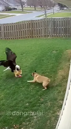 A dog saves a child from an eagle. 🚫 Absolutely NOT real life. AI-generated animal world. #AIGenerated #DogHero #EagleAttack #ProtectTheBaby #DogSavesBaby       