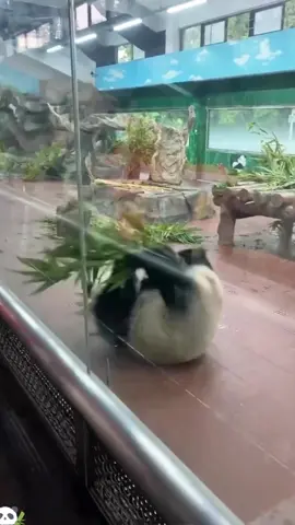 Happy panda#funny #funnyvideo #panda #tiktok 