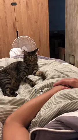 #funnyvideos #cutecat #fyp #fyp 
