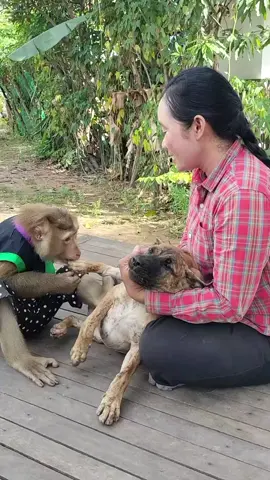 Mr. Monkey and Dog Funny Fight While Mom Watching 😂🐒🐶 | Too Funny Video #MrMonkey #DogFight #FunnyAnimals #AnimalComedy #ViralShorts 