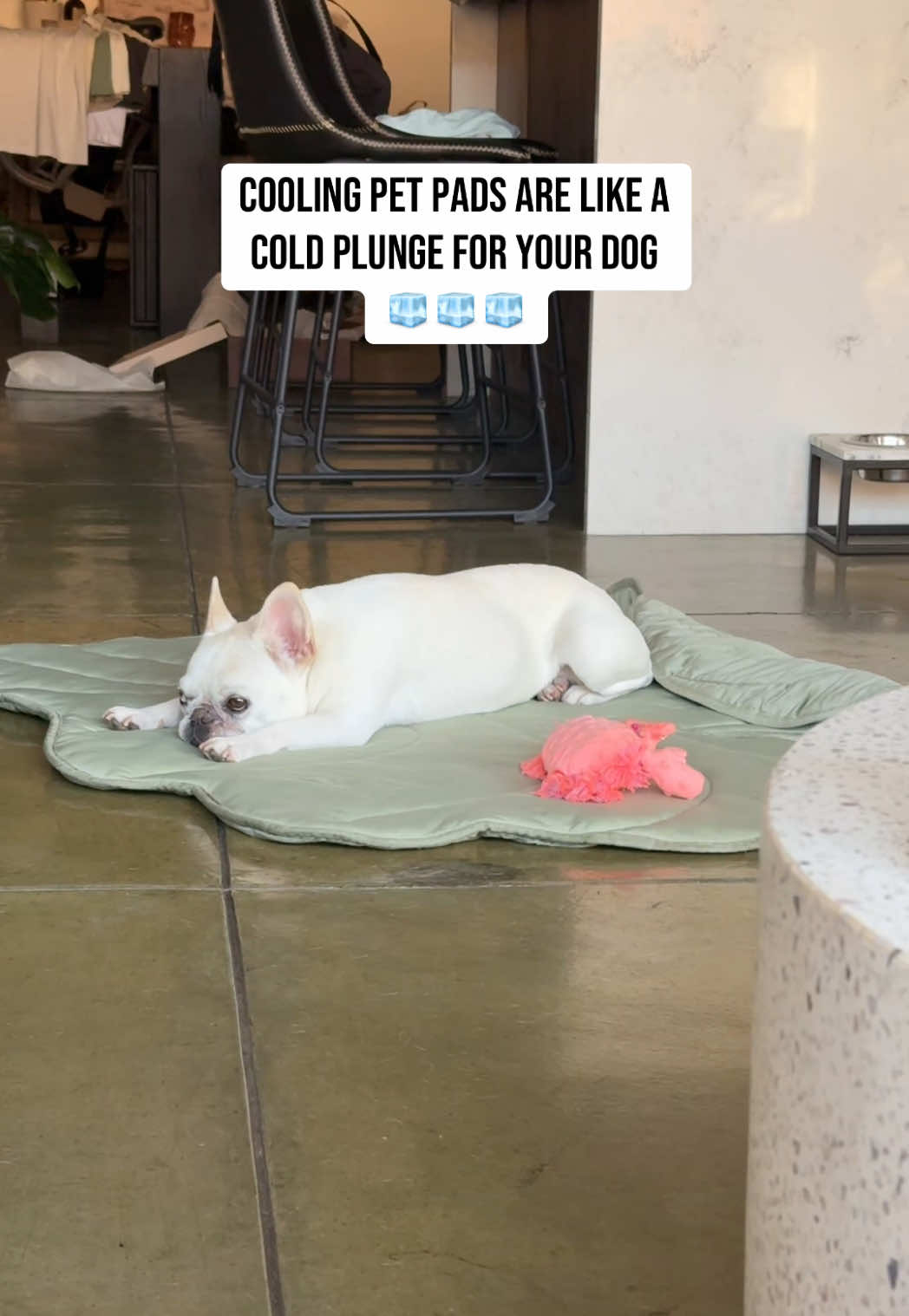Instant cool down for dogs that over heat. Stays 5 to 10 degrees cooler than the floor. #cooldog #coolingpad #dogsoftiktok #frenchiesoftiktok #tiktokshopfalldealsforyou 