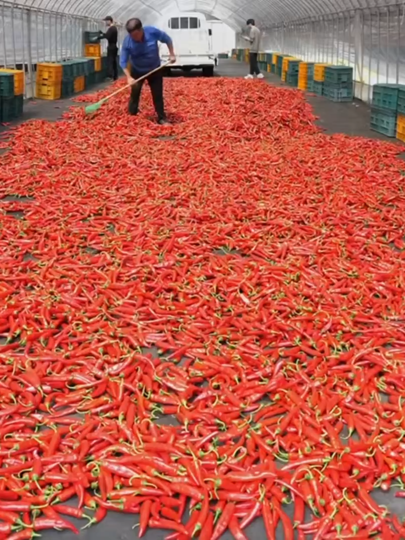 Extreme Job! Mass production of Korean red pepper powder - Korean food factory