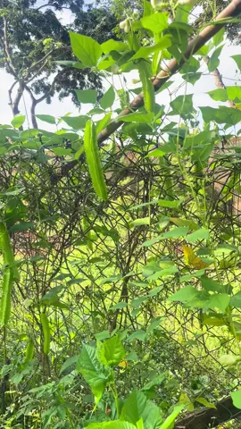 Thu hoạch đậu rồng vườn nhà tôi #daurong #vuonnhatoi #rấuch