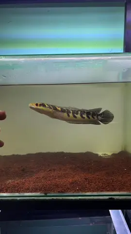 kasih nama dong 🙌🏻#comebackchanna2025 #channamaru #channaindonesia #fyp #marubatik #asapredator #maruprogres @Bang Fish gallery 