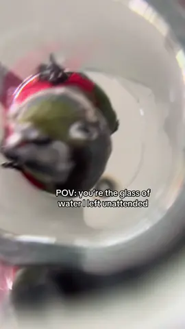 Nobody is safe  #conure #funny #pets #silly #bird 