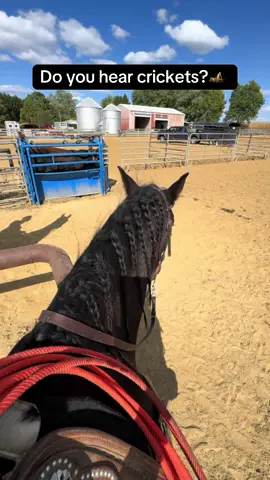 Music to my ears #ricosuave #friesiansporthorse #horsesoftiktok #ohio #horsetraining 