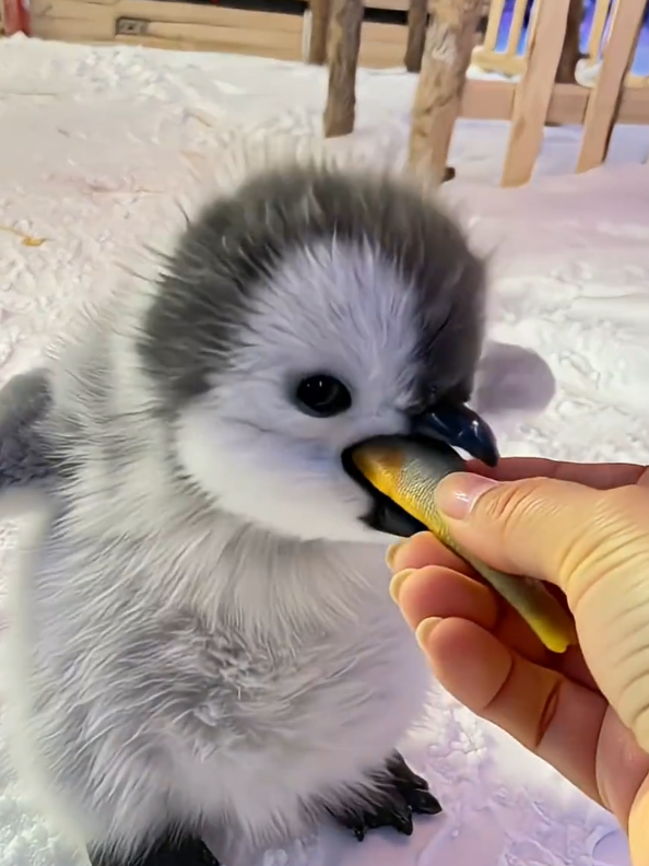 Cute penguin eating fish 🐠  So lovely 😍  #penguin #cuteanimals #viral #foryoupage #Love 