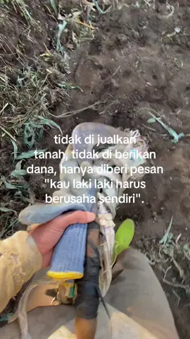 🥵#ngarit #peternaksapiindonesia 