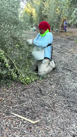 Este amigo hizo 55 botes de olivo #trabajo #work #campo #fyp #usa 