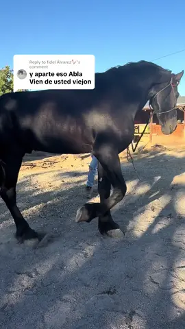 Replying to @fidel Álvarez🐓 es importante darle picadero a 1 caballo antes de bailarlo #horses  #caballos #rancho #bronco #fyppppppppppppppppppppppp 