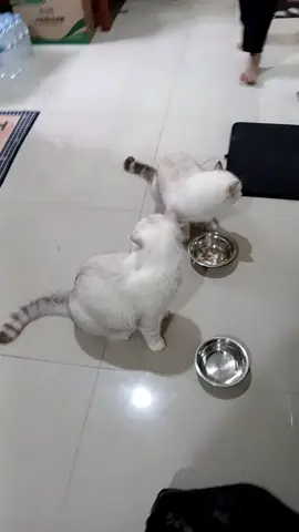 #แมวน่ารัก #แมวอ้วน #แมวสก็อตติช 