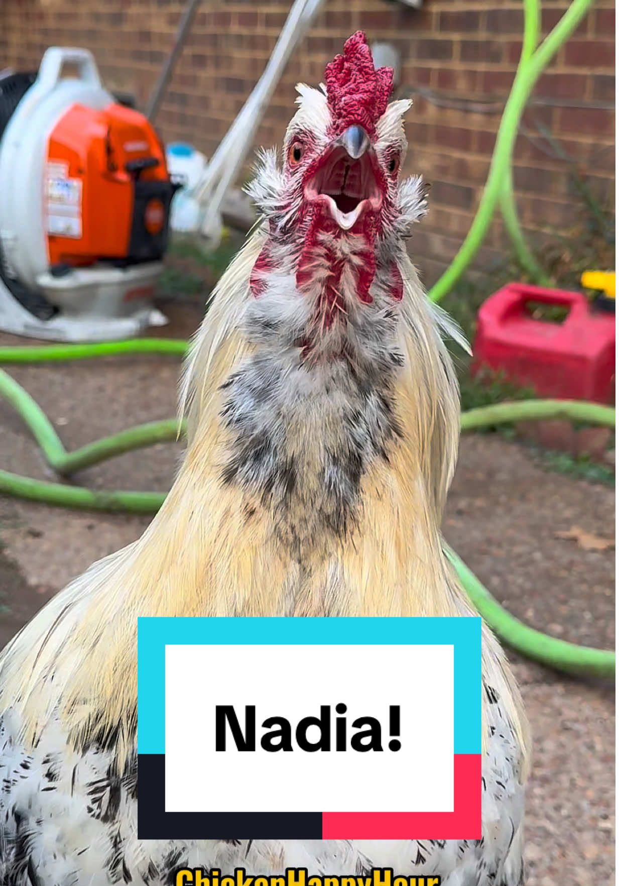 Frankie calling for #nadia #nadja #nadya #memestiktok #chickenhappyhour  
