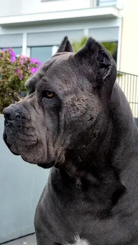 ##foryou #dogsoftiktok #canecorso #canecorsoitaliano #videoviral 