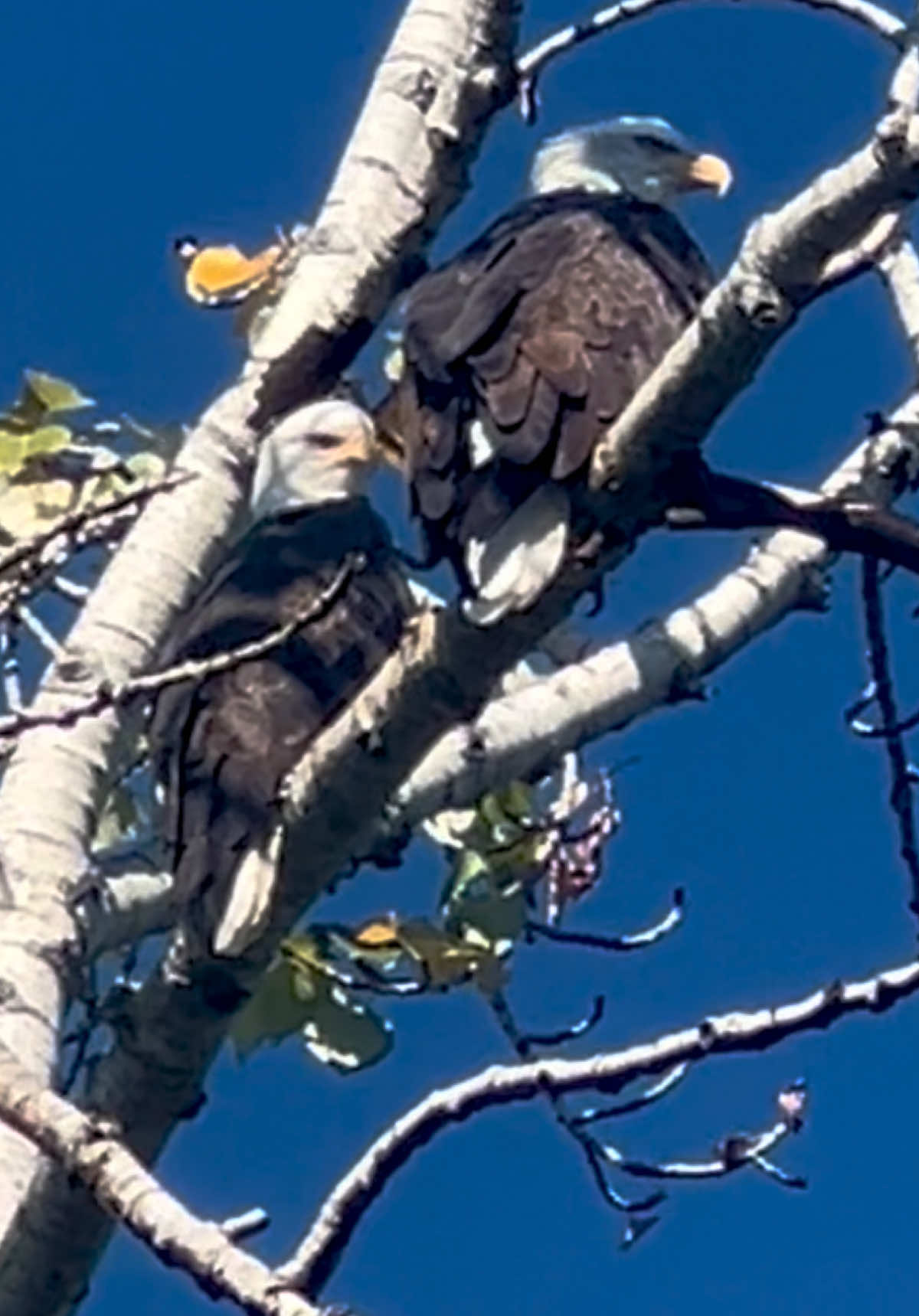 The birds I saw on my walk this morning. #baldeagle #eagle #birds 