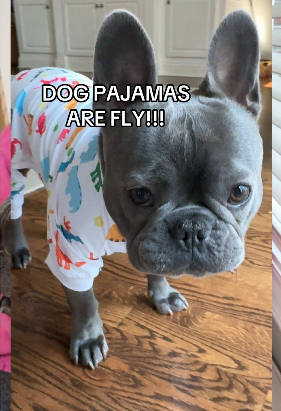 These doggie pajamas are to scream for! I absolutely love them. All four patterns are so cute. It's gonna keep your Frenchie a little bit warmer on a cool night. So comfy and soft too. #dogpajamas #dogpjs #dogclothes #frenchiesoftiktok #cutedog 