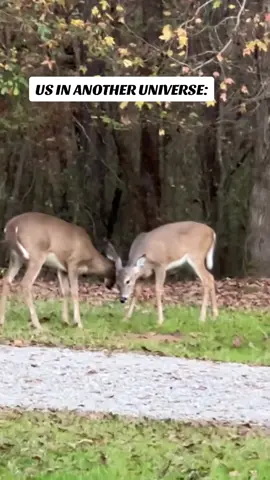 #usinanotheruniverse #deer #natureheals #demdeer #whitetaildeer 