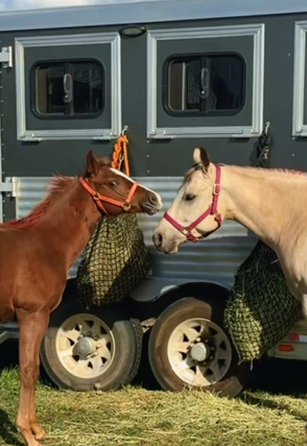 #brothers #bro #bros #Taz #Harvey 