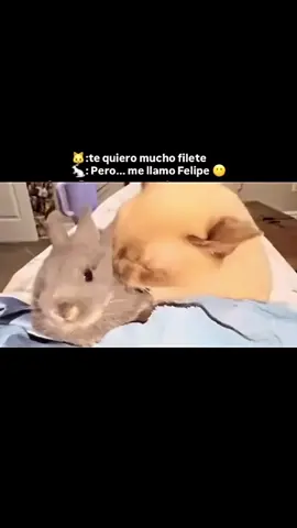 Filete 😋 #paratiiiiiiiiiiiiiiiiiiiiiiiiiiiiiii #tiktok #viral #fyp #humor 