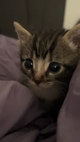 Mah bebe  #kittenlove 