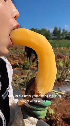 yakon dan bibit yakon viral☝️😍🔥 #ubiyakonviral #umbiyakon #ubi #petaniindonesia🇮🇩🇮🇩🇮🇩🌿🌿 #fypdongggggggg 