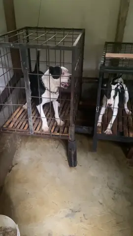 Pov liat bola💃#hiparujawabarat #apbt #dugongbersatu🐕 #fyp #fypシ゚viral 