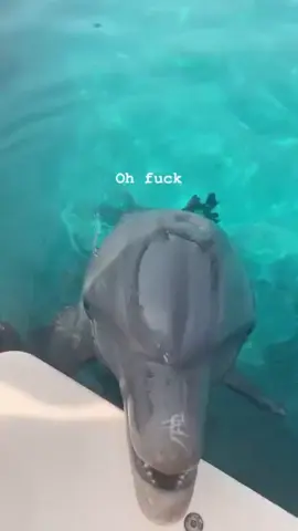Don’t pet the dolphins 🐬 #bahamas🇧🇸 #dolphin #fyppppppppppppppppppppppp 