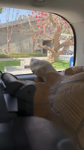 Oh to be a tortoise experiencing the world 