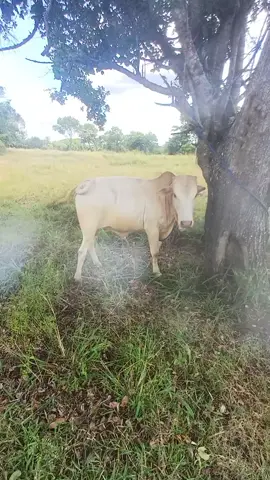 #srilankabull #akkurana #kurubanarani #colombo #gale 