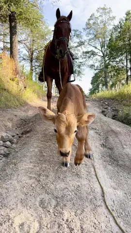 🤩🐴🐄🌲🌤️#tiktokviral #paisajes #guadalupeycalvo #🤩 #fypシ゚ 